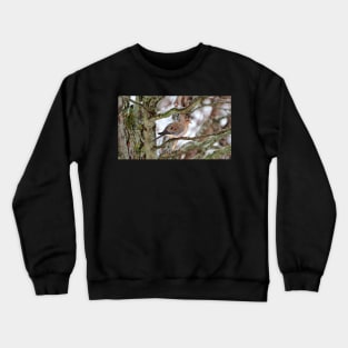 Mourning Dove Perched In a Tree Staring At The Camera In The Winter Crewneck Sweatshirt